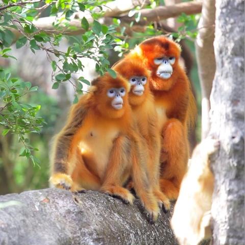 动物园之星最低价大揭秘，史低优惠不容错过！