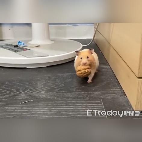 QQ飞车贪吃鼠套装值不值得氪？萌系外观解析+隐藏宠物buff+2025最新获取指南