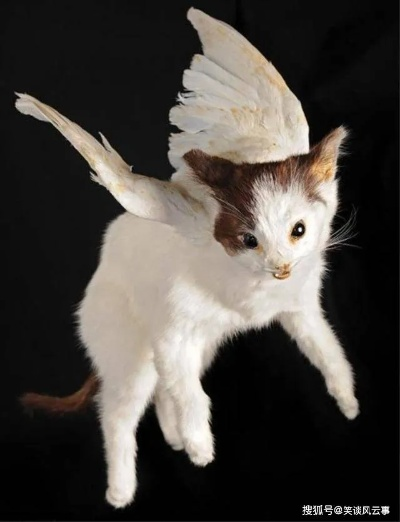 飞天猫萌态升级！睡针击中秒变卖萌小天使