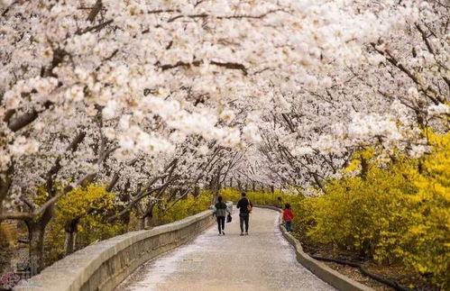 樱花盛开铺公路，雪山全年雪覆地，极限竞速新体验