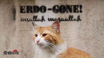 3小时回本神作！喵喵结合12小时狂销25万好评如潮，爆款新锐！