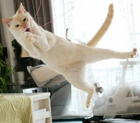 飞天猫萌态升级！睡针击中瞬间卖萌翻新体验