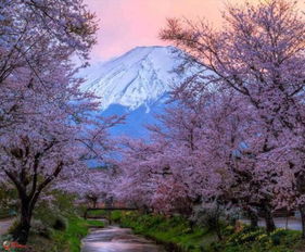 樱花盛开铺公路，雪山全年雪景美《极限竞速6》新视角