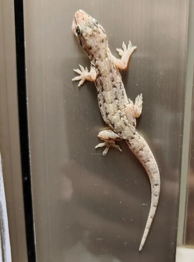 养壁虎当宠物还是除虫？3类热门品种+科学饲养全攻略，新手零踩坑