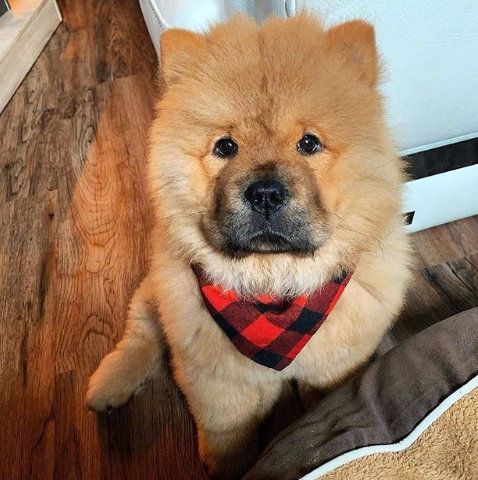 《三男一狗》真人配音全路人生动演绎，路人NPC互动新体验