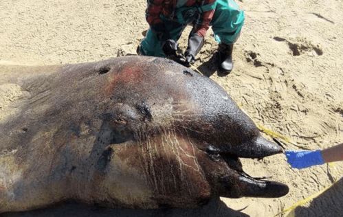 广东海滩现“美人鱼”遗骸，揭示神秘生物灭绝真相