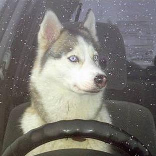 特斯拉Model Y提车5小时遇惊魂，狗狗吓坏车价1.7万修车记