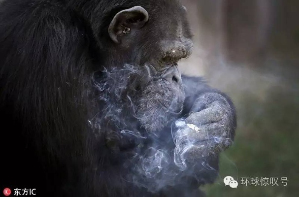 动物园回应猩猩抽烟吐烟圈，背后真相藏着哪些圈养动物福利的隐形雷区？