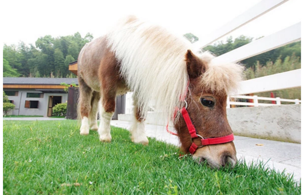 马年爆款萌宠矮马：娇小身姿，万元高价抢手收藏