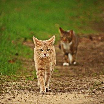 猫咪繁育攻略：揭秘《喵喵的结合》高效培育新技巧