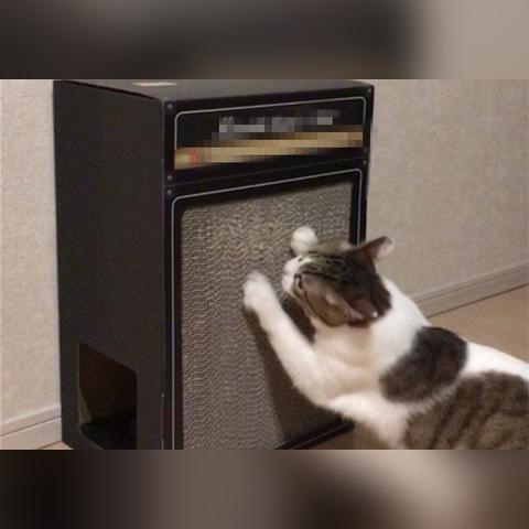 家具功能揭秘：喵喵结合家居新体验