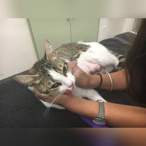 血狂孤儿流组合新解：喵喵结合之力觉醒