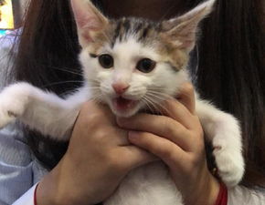 《喵喵结合体验揭秘：SL惩罚背后的独特魅力》