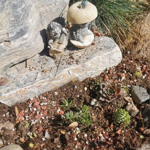 植物蓝图全解析，产线获取攻略大揭秘！