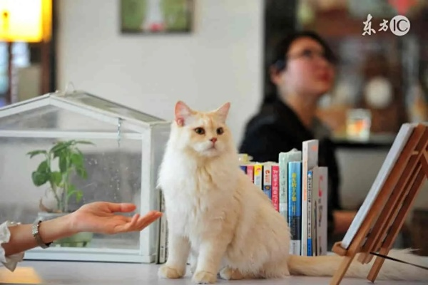 《喵喵结合》独家揭秘：高效养猫技巧，打造完美猫咪伴侣