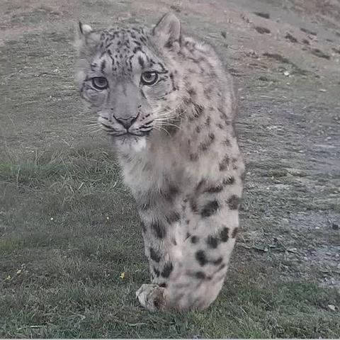 《喵喵融合秘境》第三幕解锁攻略，解锁新篇章！