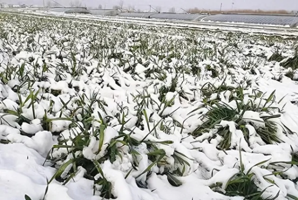 全国开启冰河模式，怎么扛？居家/出行/农业全场景抗寒避坑攻略