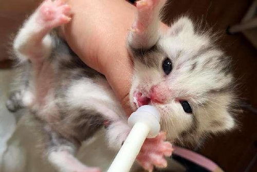 吃菌中毒看见猫咪结婚？2026致幻毒菌解析+急救避坑全指南，别等中招才看