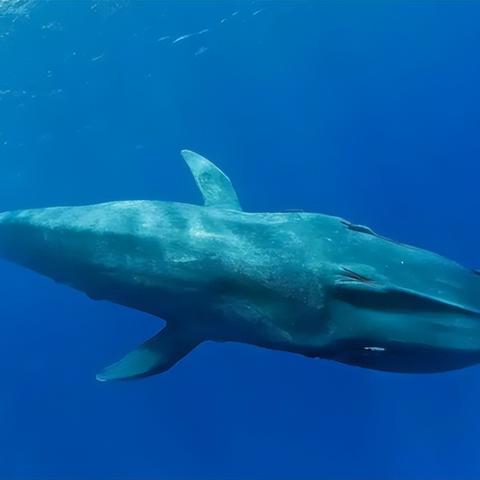 死亡搁浅2PC版确认3月19日发售，Steam页面已上线