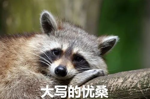 T病毒惊现涩谷！卡普空“密谋”把日本变成浣熊市？