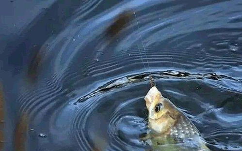 2026动物之森钓鱼全类型拆解，鲜为人知的稀有鱼速钓技巧&场景适配攻略