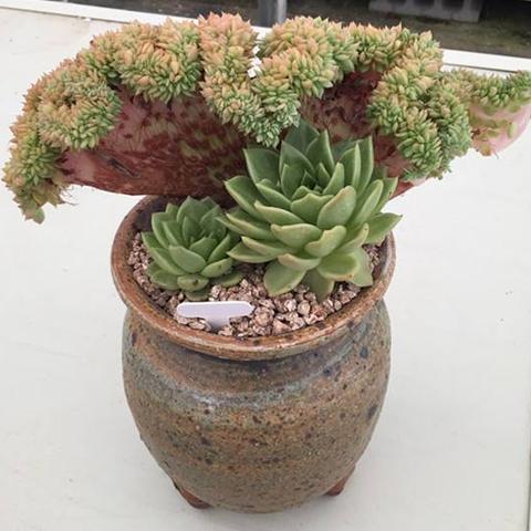 DOTA2金肉山是什么？3类形态区分、获取攻略与实战打法全解