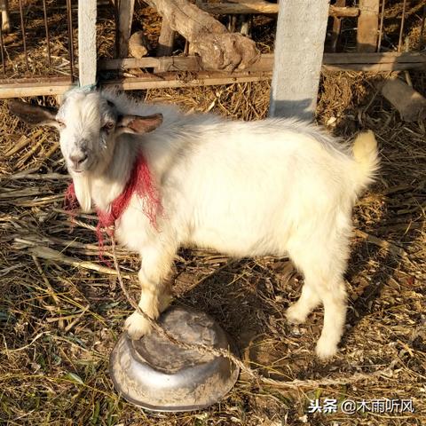 《羊了个羊》话题PK攻略10.19 羊了个羊话题PK怎么过