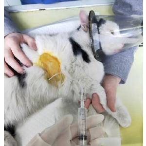 日本写真偶像胸腔X光照片引热议