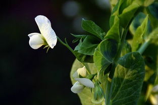 燕云十六声薛荔怎么结交 薛荔对话攻略