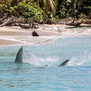 PS王牌引擎太强大！成为《死亡搁浅2》唯一选择