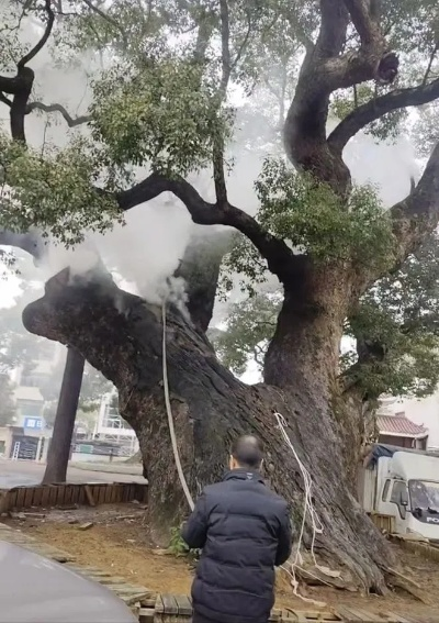 小孩随手扔鞭炮 1200岁古樟树被烧 官方：将追责