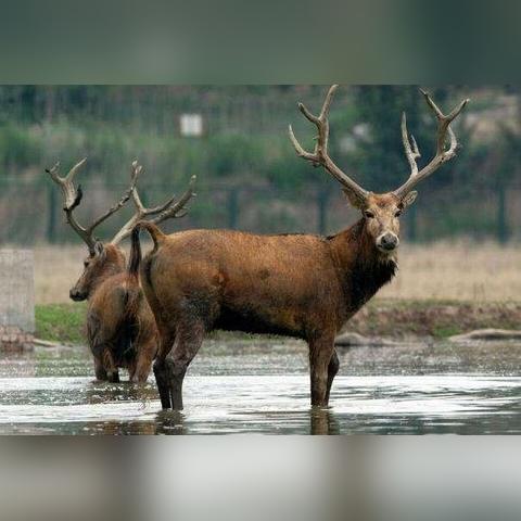 王国之泪，麋鹿粘的轮胎怎么取？3种取下类型+改装复用全攻略