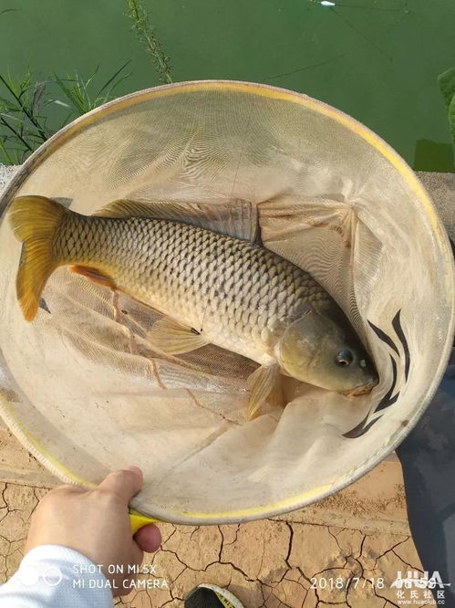 小橘子钓金鱼鲜为人知技巧，拿满隐藏奖励、稳冲排行榜Top3的2026实战攻略