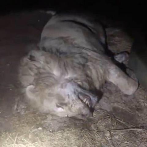 泰国清迈12天死亡72只老虎 已排除食物中毒与故意投毒可能