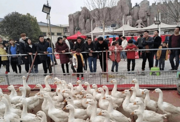 套大鹅走红！鹅全程疯狂摇头套不中 老板：套中奖100元 不给鹅