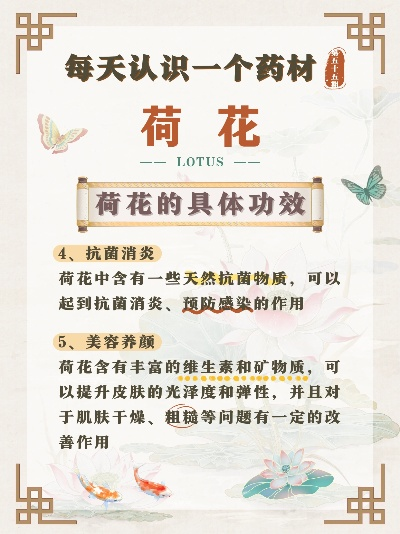 胸中荷花兮藏着啥？拆解古风中药谜语，解锁冷门药材科普与解谜技巧