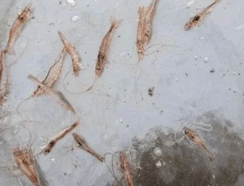 印度牛块状皮肤病暴发，3种毒株分型拆解+养殖户硬核防控自救全攻略