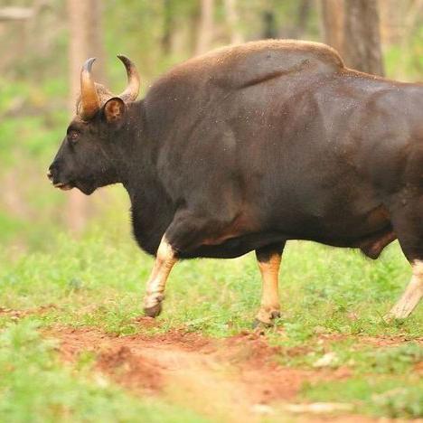 斗战神虎仙真身到底强在哪？获取、加点、职业适配与实战玩法全指南