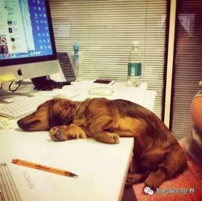 真“累成狗”！小狗坐十几个小时长途面相都变了