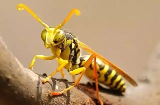 2026打黄蜂全解析，分类型破防技巧+无伤刷材料+蜂王速通指南