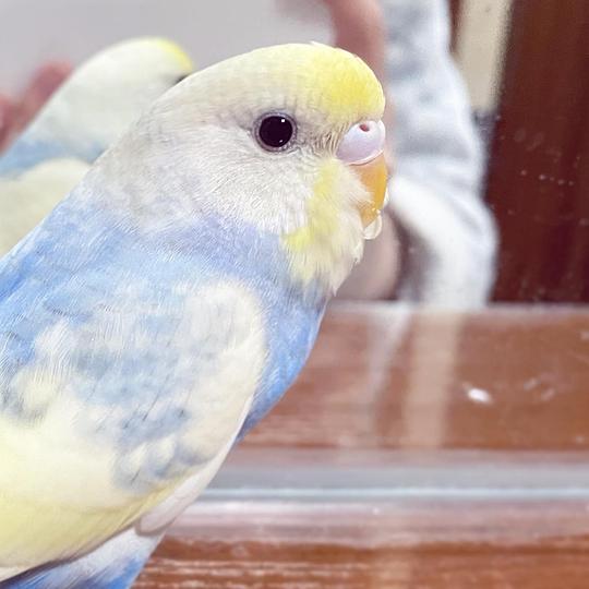 小鹦鹉唱我是一只小小鸟爆火？教你打造同款萌宠才艺IP+训练全攻略