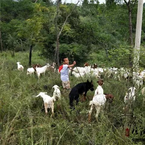 36斤活羊烤后仅6.9斤 官方通报：商家退一赔三