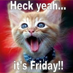 《喵喵的结合》向中国玩家征集猫名 玩家狂刷哈基米