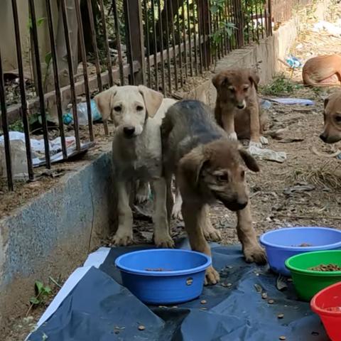 跟着节奏撸小狗 轻松治愈律动游戏《节奏汪星》亮相新品节