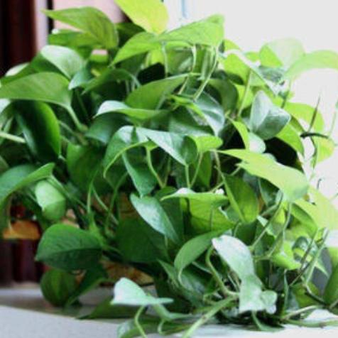 《辐射4》周年纪念版Switch 2发售预告片公布！