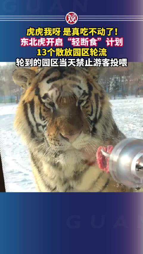 真吃不动了！哈尔滨300多只东北虎将轻断食
