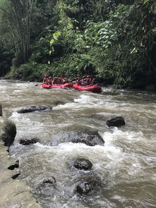 太吓人！巴厘岛暴雨后 近5米长巨蟒游过居民区