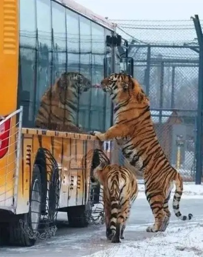 真吃不动了！哈尔滨300多只东北虎将轻断食