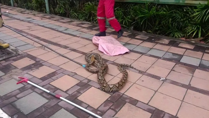 太吓人！巴厘岛暴雨后 近5米长巨蟒游过居民区