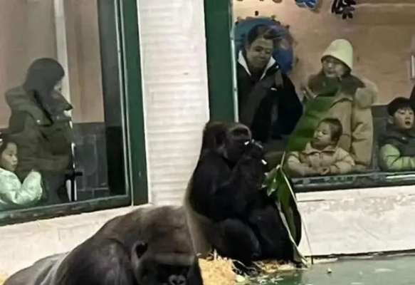 全网最“黑”大熊猫出现了 网友：挖煤去了吗？